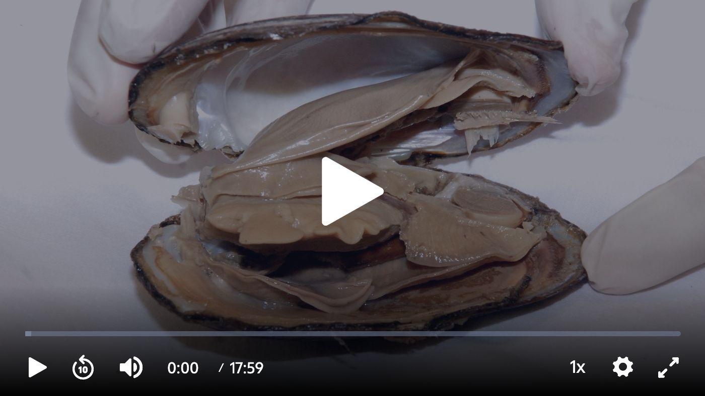 Clam Dissection Video