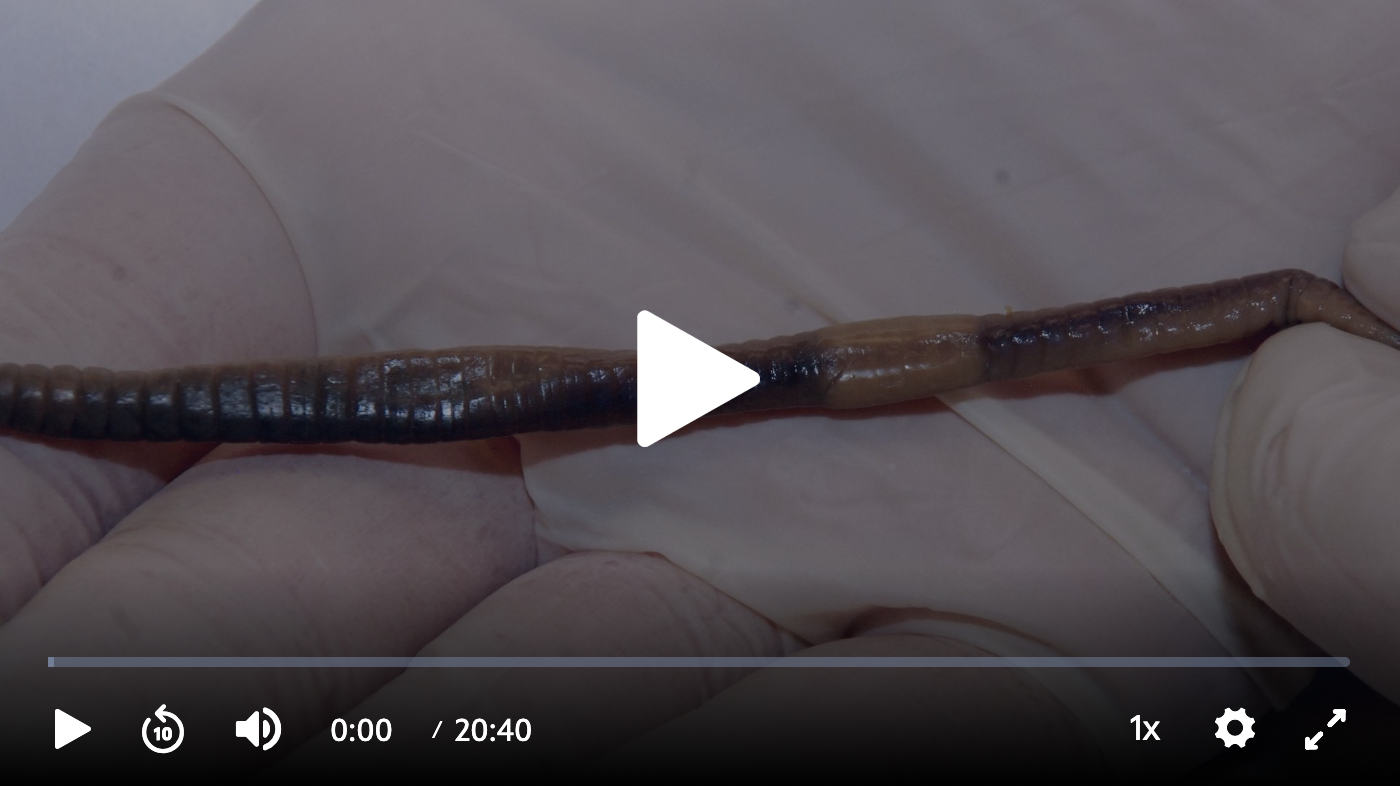 Earthworm Dissection Video