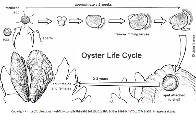 Clam Life Cycle