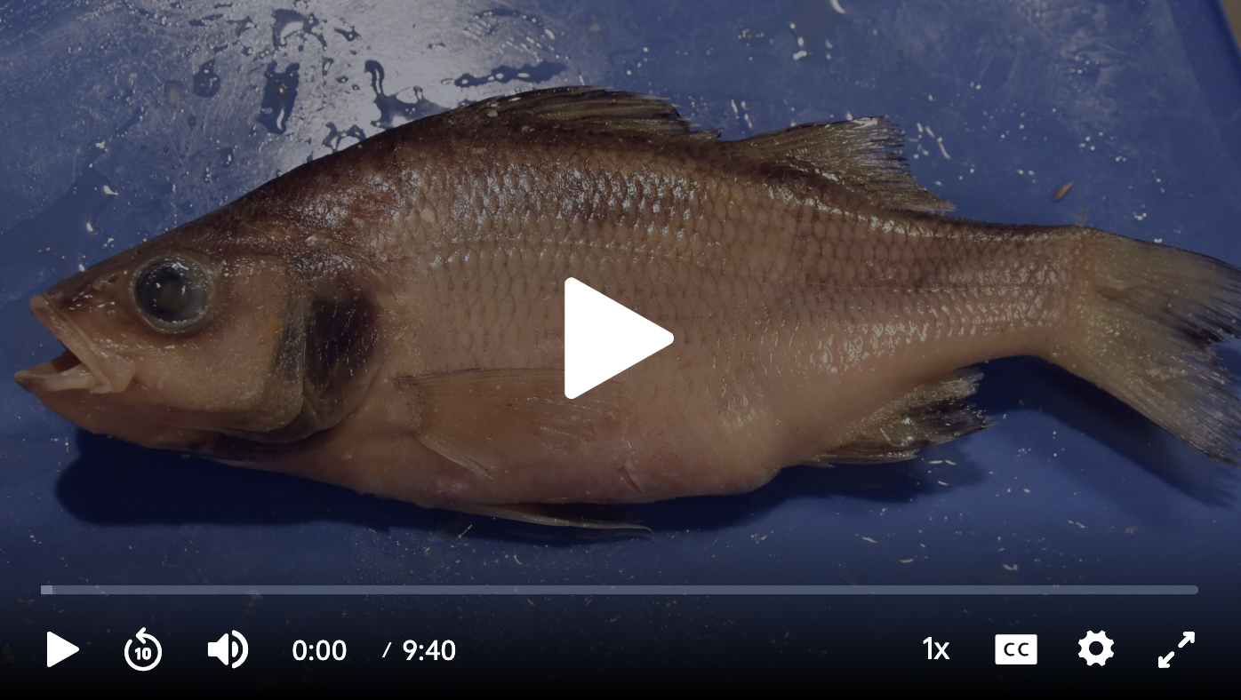 Perch Dissection Video: Part 1