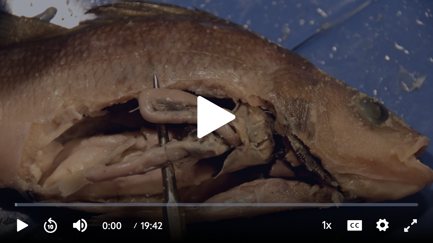 Perch Dissection Video: Part 2
