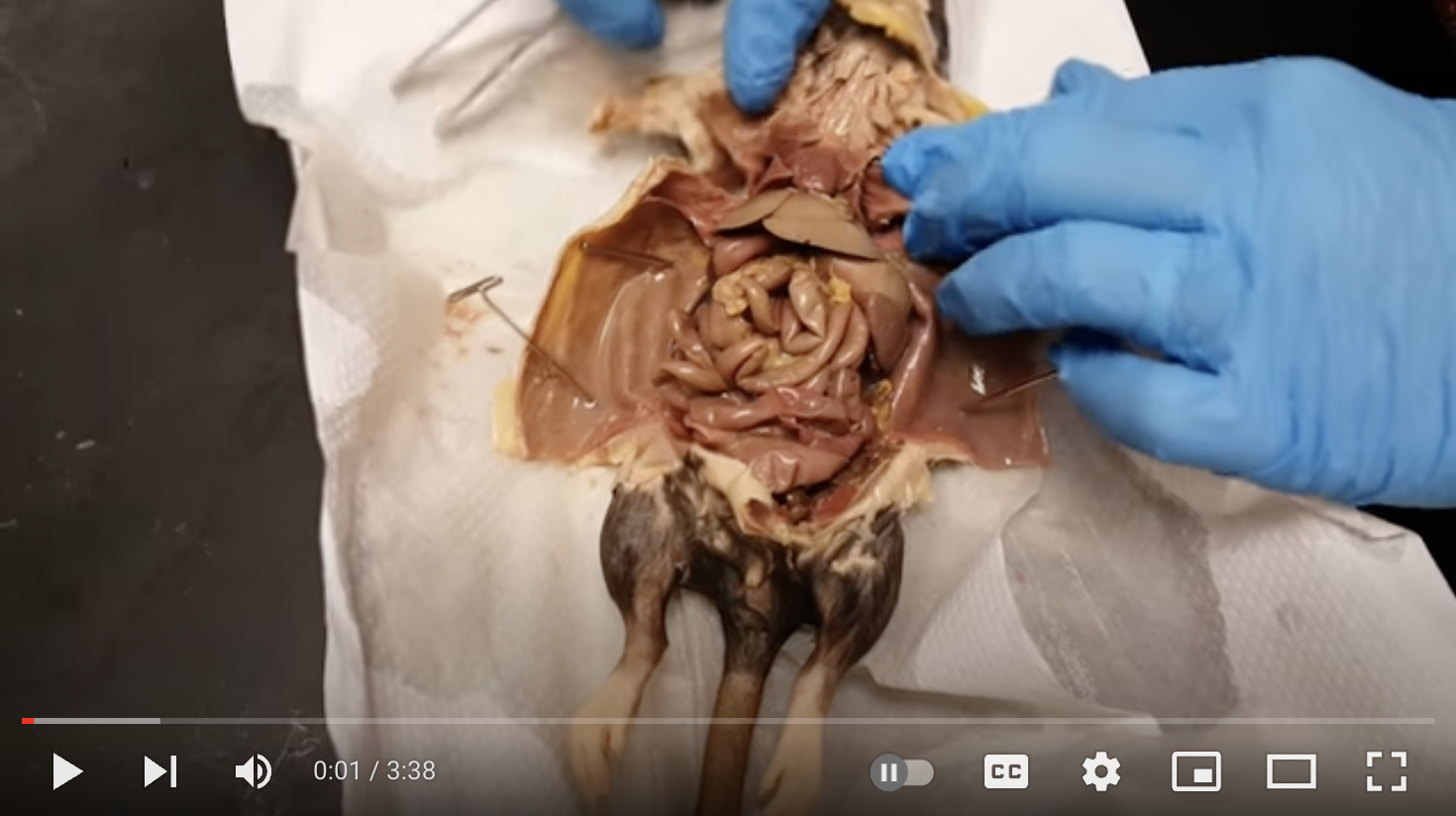 Rat Dissection Video