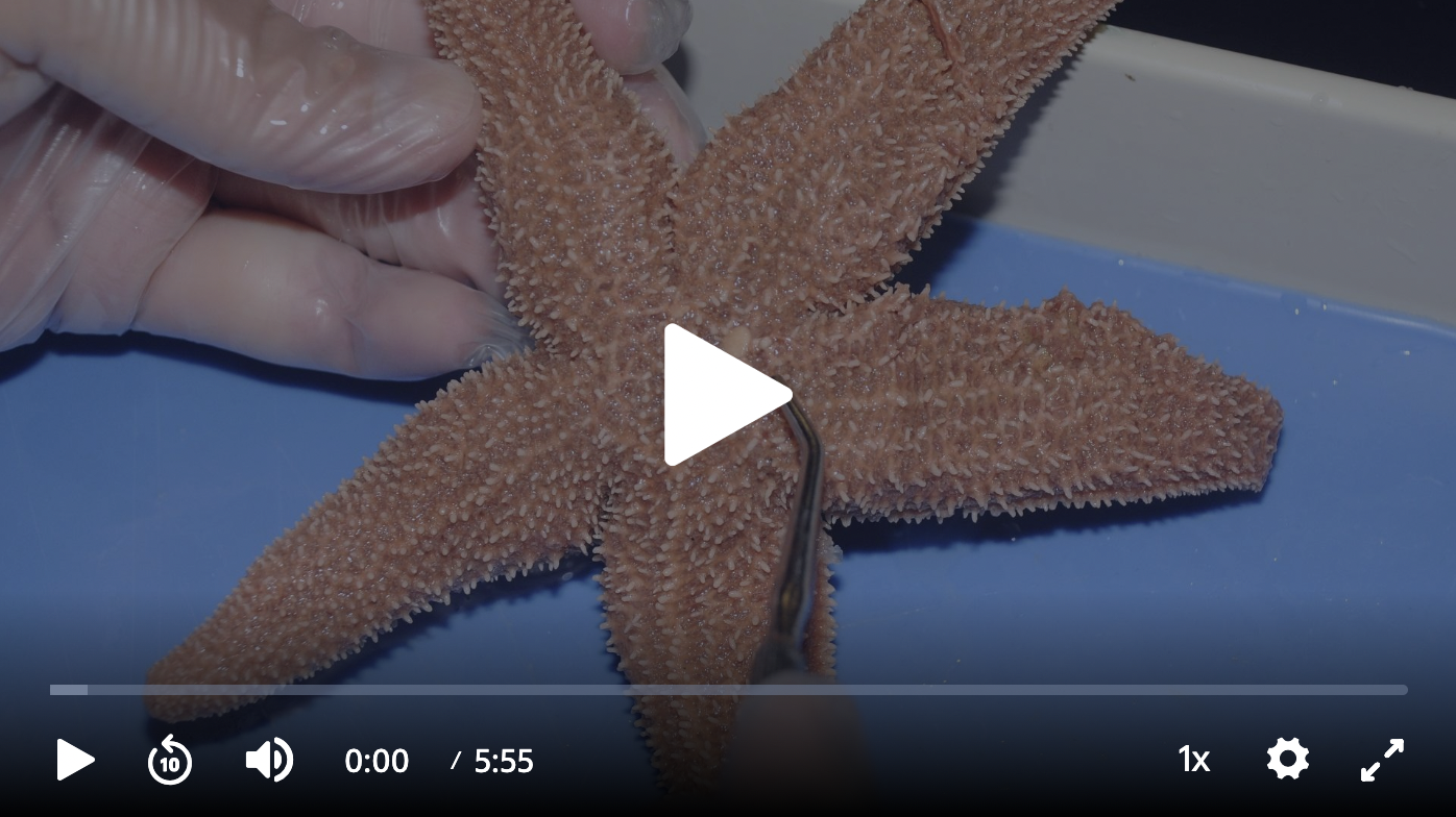 Seastar Dissection Video: Part 1