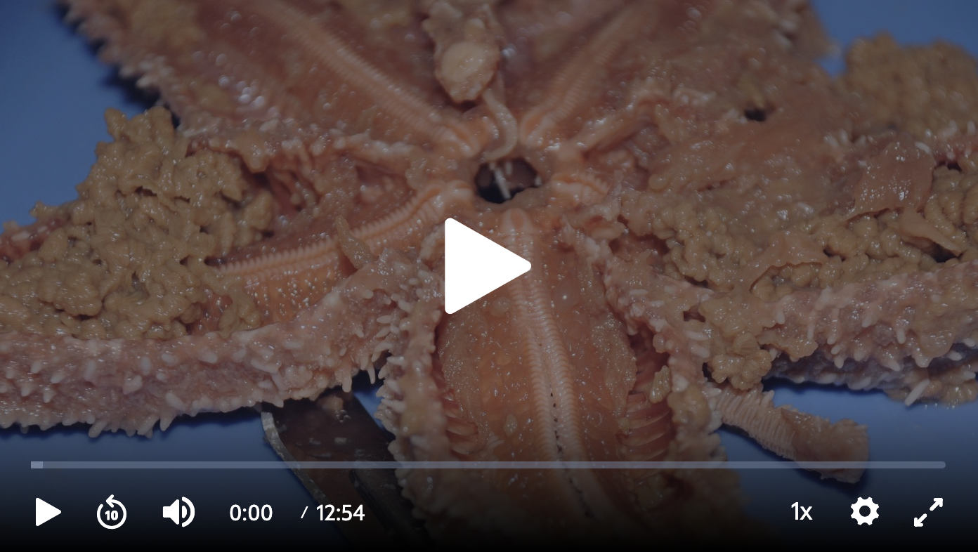 Seastar Dissection Video: Part 2